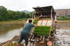 水稻高效种植是我们当下的首要方针