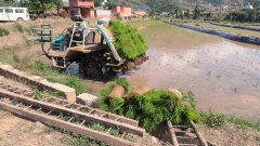 春耕出产进度和确保大春做物正在最佳节